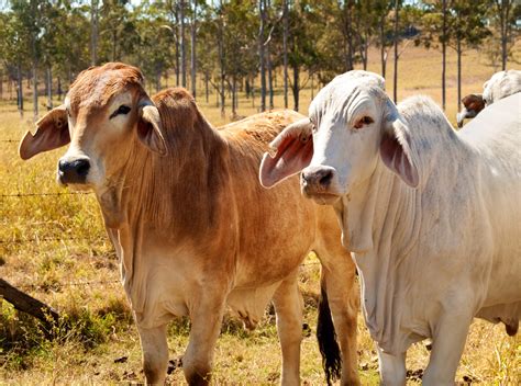 Find the perfect brahman cattle stock photos and editorial news pictures from getty images. Awesome Australian 2WD Road Trips: Gympie to Rockhampton ...