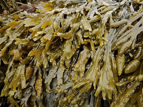 Bladderwrack Fucus Vesiculosis — Atlantic Holdfast Seaweed Company