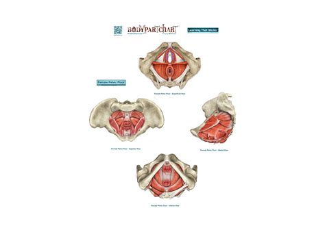 Female Pelvic Floor Large Body Part Chart Removable Wall Graphic