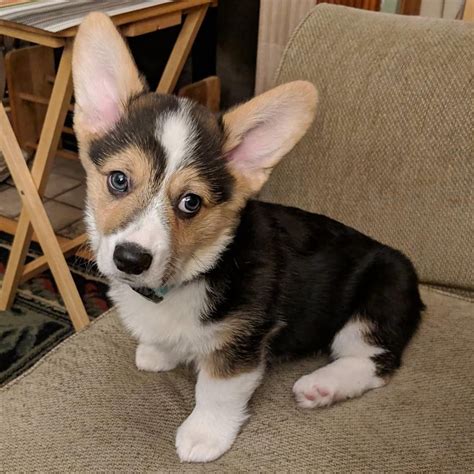 A bouncy, bold, big eared, royal dog. Pembroke Welsh Corgi Puppies For Sale | Decatur, IL #292421