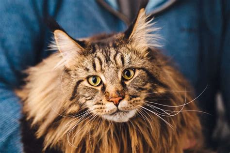 Maine Coon Cats Size Cat Meme Stock Pictures And Photos