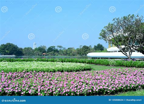 Spring Formal Garden Beautiful Garden Of Colorful Flowers Stock Photo