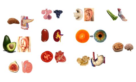 Fruits And Veggies That Look Like Body Parts Diagram Quizlet