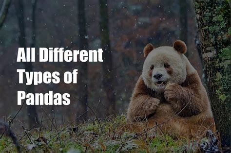 What Are All Different Types Of Pandas Explained 2023