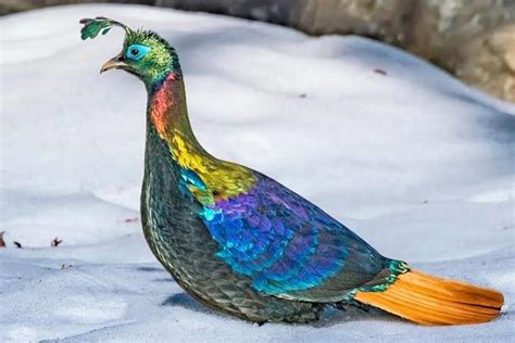 10 Most Beautiful Birds On Planet Earth Owlcation