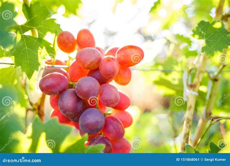 Ripe Purple Grapes On Vines In Sunbeams Stock Image Image Of