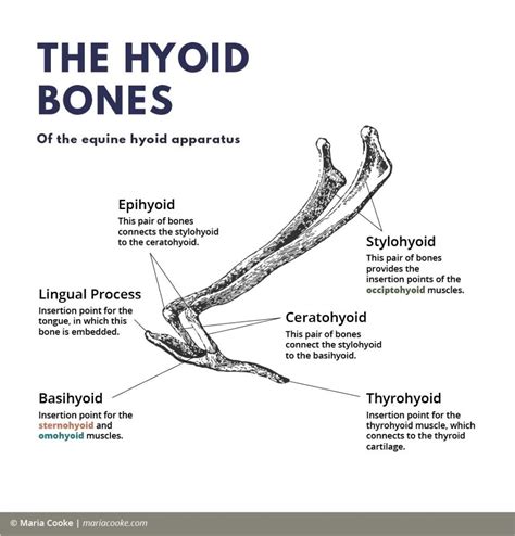 The Benefit Of Using Bits The Hyoid Connection Maria Cooke