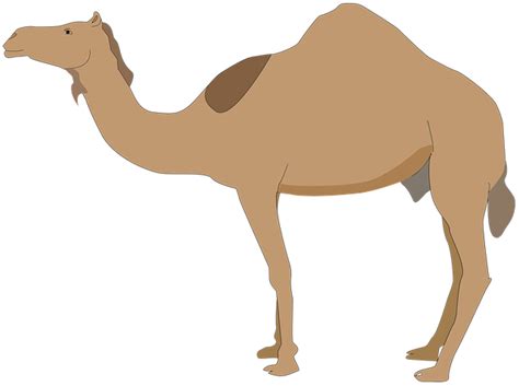 10 Free Dromedary And Camel Illustrations Pixabay
