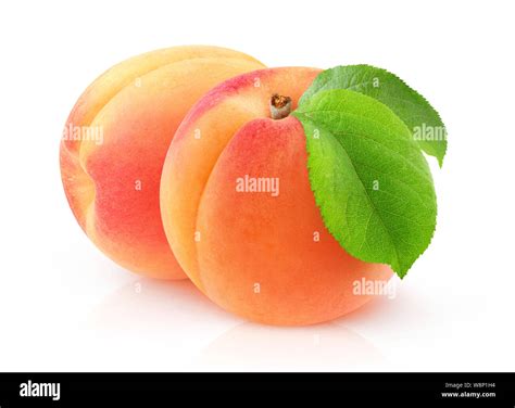 Isolated Apricots Pair Of Fresh Apricot Fruits With Leaf Isolated On