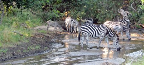 Animals Of Malawi In The Majete Wildlife Reserve