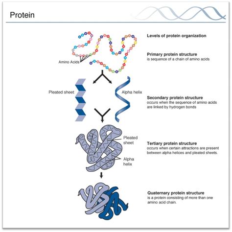 First, each type of amino acid has the tendency to be more preferentially incorporated into certain secondary structures. Notes on Protein Structure - Primary, Secondary, Tertiary ...