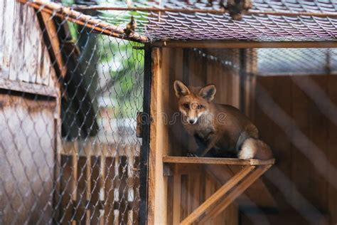 Red Fox In Captivity Stock Image Image Of Domestication 108612439