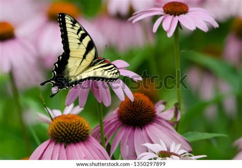 Eastern Tiger Swallowtail Pterourus Glaucus Minnesota Stock Photo