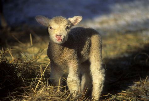 Recently Born Lamb Photograph By Jerry Shulman Fine Art America