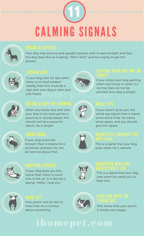 Understand Dog Body Language With 23 Body Symptoms