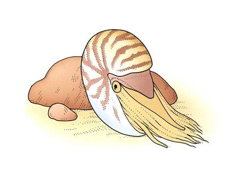 Print Of Illustration Of Palau Nautilus Nautilus Belauensis Emerging