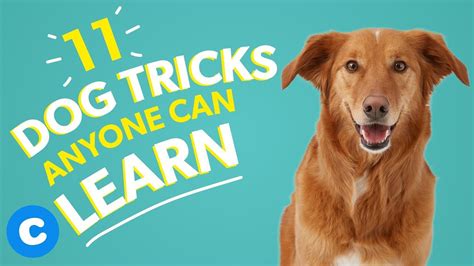 11 Dog Tricks Anyone Can Learn Chewy Youtube