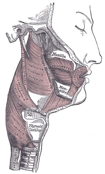 Gray’s Anatomy: Splanchnology