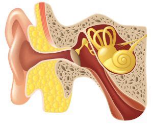 Inner ear infections (otitis interna) cause inflammation of the inner ear (labyrinthitis), producing symptoms and signs like severe ear pain, nausea, vomiting, and vertigo. BPPV: Positional vertigo causes, symptoms and treatment
