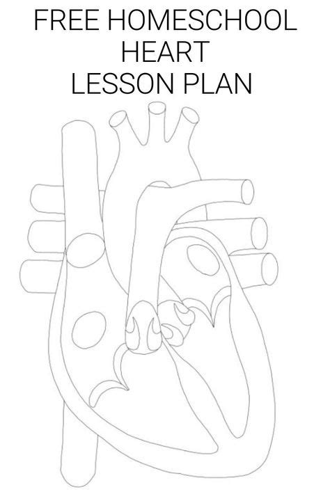 Homeschool Heart Lesson Plan In 2020 With Images Heart Lesson Plan