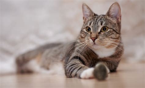 Nasal Lymphoma in Cats: A Guide | Canna-Pet®