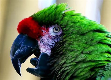 Pin On Military Macaw Parrots Exotic Birds