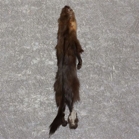 Russian Sable Taxidermy Tanned Fur Pelt For Sale Hide Skin
