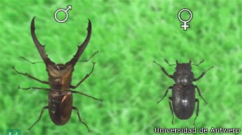el secreto de las enormes mandíbulas de los escarabajos lucánidos bbc news mundo
