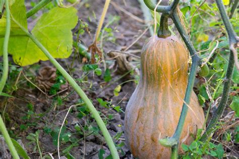 Butternut Squash Growing Guide Plant Care Tips