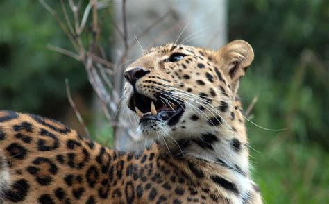 Amur Leopard What Big Teeth You Have Flickr Photo Sharing