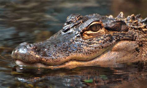 Record Breaking Alligator Caught Vital News