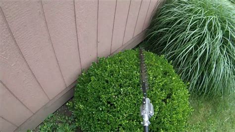 Boxwood Trimming Template