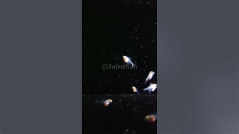 Baby Glofish Tetra Cosmic Blue Falra Fish Youtube