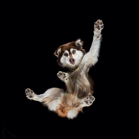 Photographer Creates Animal Photo Series From Underneath And Its