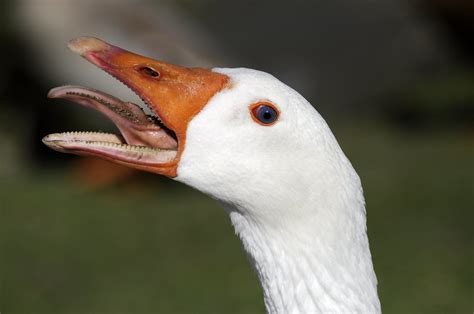 Wild Goose Jayt74 Flickr