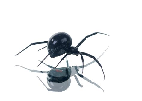 Hospital treatment is sometimes needed, but fatal bites are rare. How to Identify Venomous House Spiders | AAI Pest Control