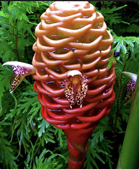 Beehive Ginger Uses Growing Ornamental Flowers A Special Tropical Creation