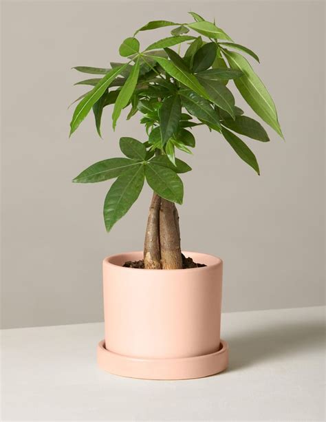 Money Tree Plant The Best Ts To Send Someone Other Than Flowers