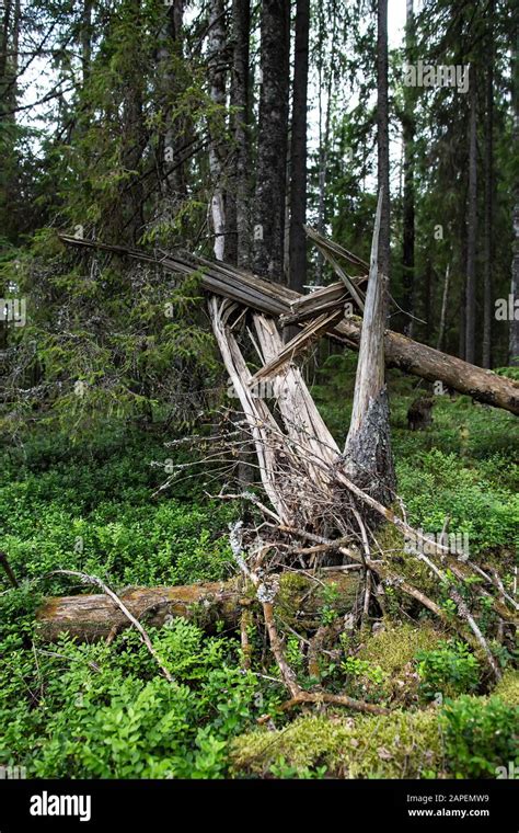 Broken And Fallen Old Rotten Tree In The Forest Stock Photo Alamy