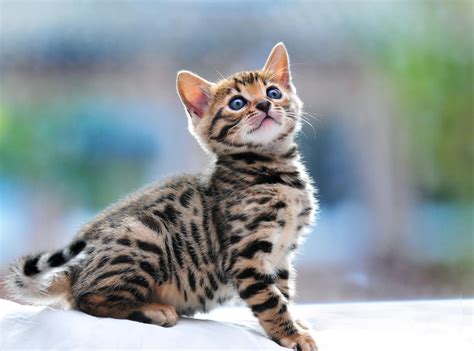 Small Beautiful Bengal Cat Saw Something Wallpapers And