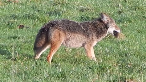Has your cat ever caught a mouse or rat? Hungry Coyote Eating A Mouse - YouTube