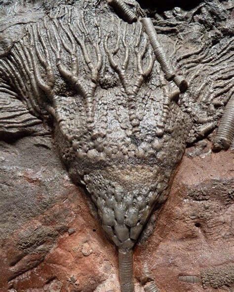 Crinoid Sea Lily Fossil Geology Geologypage Fossil Locality South