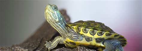 Which reptiles make the best, easiest pets? Types of Pet Turtles
