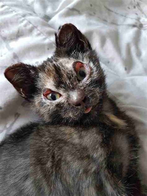 Kitten Burned In Fire Missing Fur On Her Eyelids The Dodo