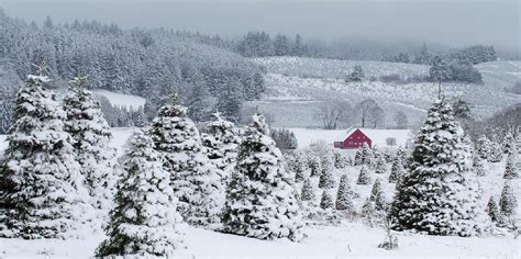 Christmas Tree Farm Oregon City Chrismasih