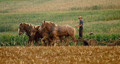 Amish Farmer Plows His Fields The Old Fashioned Way Smithsonian Photo Contest Smithsonian