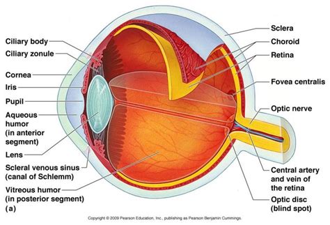 Eyelid, eyelashes, pupil, lacrimal gland and other anatomical parts. Labeled Diagram Of the Eyeball Lovely Human Eye Anatomy ...