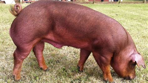 Duroc Pigs Well Muscled Calm Temperament Youtube Pig Breeds Pig