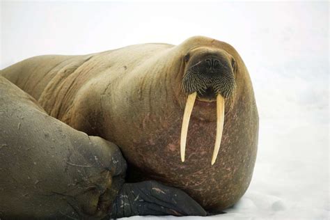 Top 8 Facts About Walruses