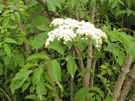 Elderberry Sambucus Nigra Herbalism